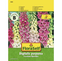 Balenie FloraSelf Digitalis purpurea Excelsior Hybriden