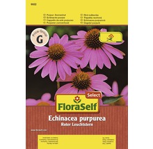 Balenie semien Rudbeckia nachová
