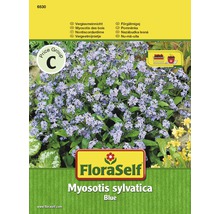 Nezábudka 'Myosotis sylvatica' kvetinové semená FloraSelf