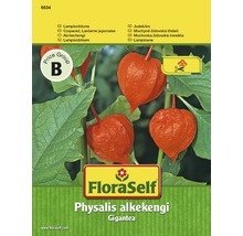 FloraSelf Mochynka židovská Physalis alkekengi Gigantea