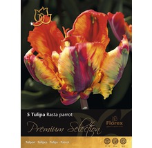 Balenie piatich cibuliek tulipánu Tulipa Rasta Parrot