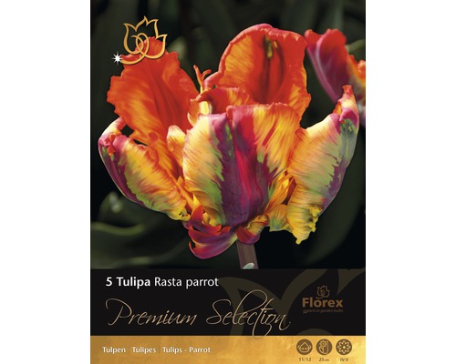 Balenie piatich cibuliek tulipánu Tulipa Rasta Parrot