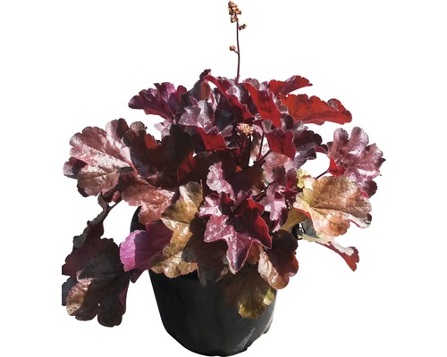 Heuchera FloraSelf Heuchera micrantha 'Palace Purple' 20-40 cm kvetináč 3 l