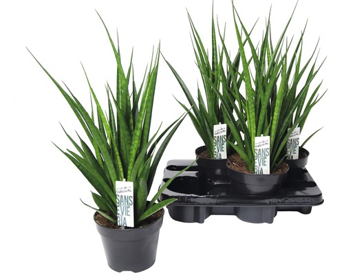 Rastliny Sansevieria v kvetináči na palete