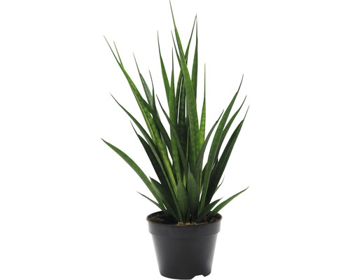 Svokrin jazyk, tenura FloraSelf Sansevieria kirkii výška 45-55 cm kvetináč Ø 15 cm 1 ks