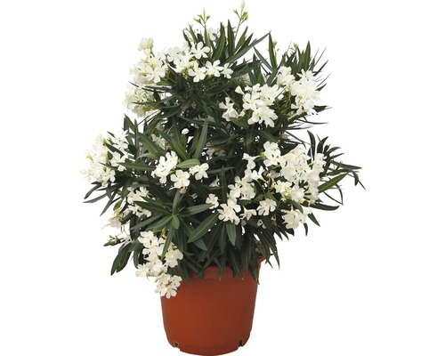 Oleander biely FloraSelf Nerium oleander výška 100-120 cm kvetináč Ø 40 cm