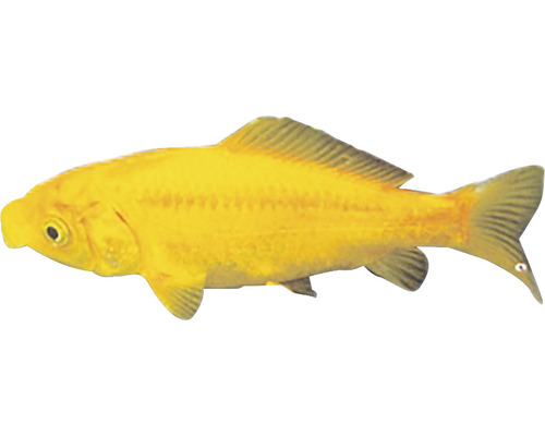 Karas žltý Carassius auratus yellow 6 - 8 cm