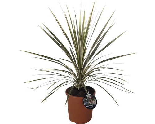 Dracéna v kvetináči s dlhými, úzkymi listami