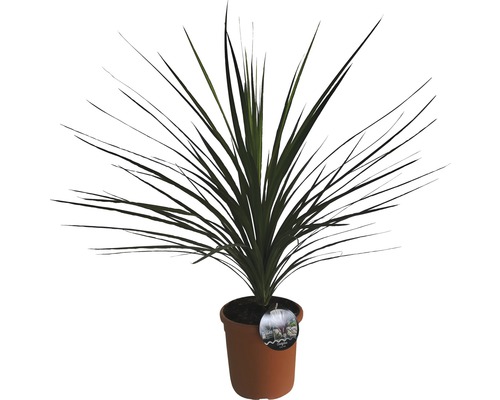 Kordylínka austrálska FloraSelf Cordyline australis výška 40-60 cm kvetináč Ø 22 cm