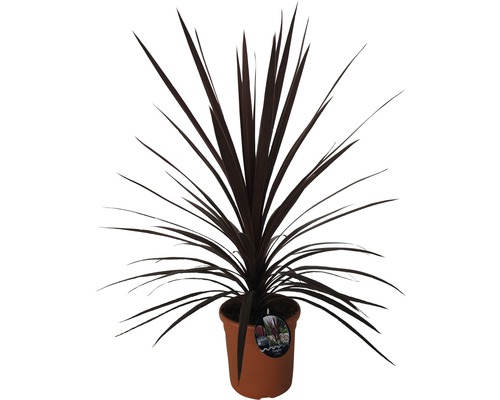 Dracéna v kvetináči pre interiér