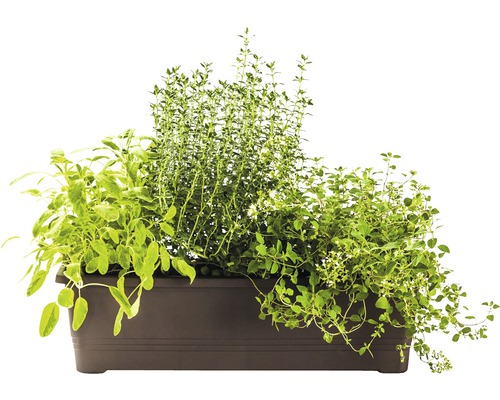 Bylinková záhrada so šalviou, tymianom a oreganom v kvetináči