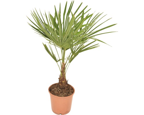 Palma konopná FloraSelf Trachycarpus fortunei výška 50-60 cm kvetináč Ø 20 cm