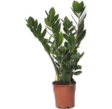 Zamiokulkas zamiolistý FloraSelf Zamioculcas zamiifolia 45-55 cm Ø 13 cm kvetináč-thumb-0
