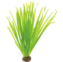 Akvarijná rastlina s dlhými zelenými listami a koreňovým balom