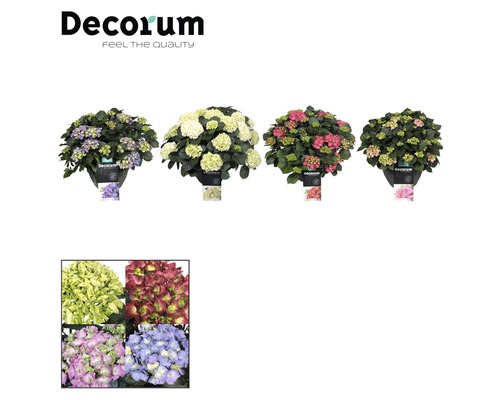 Rôzne hortenzie v kvetináči