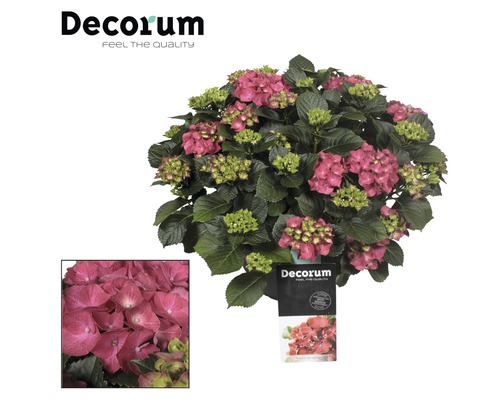 Hortenzia kalinolistá FloraSelf Hydrangea macrophylla miska 30 cm min. 20 kvetov 1 ks, rôzne druhy Hortenzia kalinolistá FloraSelf Hydrangea macrophylla miska 30 cm min. 20 kvetov 1 ks, rôzne druhy