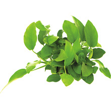 Izbová rastlina Anubias barteri so zelenými listami