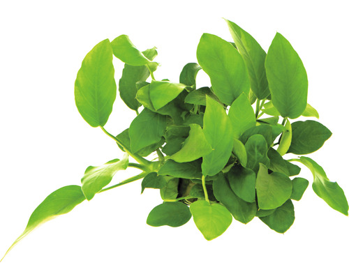 Izbová rastlina Anubias barteri so zelenými listami