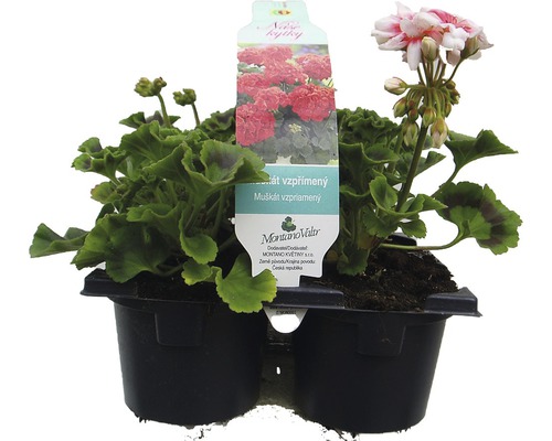 Pelargónia, muškát vzpriamený Pelargonium zonale 6 x 9 cm balenie 6 ks