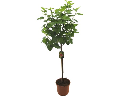 Figovník v kvetináči