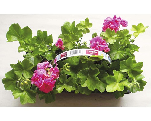Muskaty Hornbach (muškáty jsou, Hornbachu naleznete, Hornbachu můžete, Muškáty Pelargonium) Muskaty Hornbach