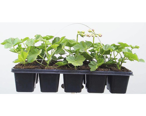 Muskaty Hornbach (muškáty jsou, Hornbachu naleznete, Hornbachu můžete, Muškáty Pelargonium) Muskaty Hornbach