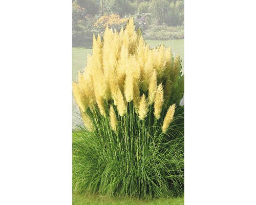 Kortadéria dvojdomá FloraSelf Cortaderia selloana 'Evita' 15-80 cm kvetináč 3 l