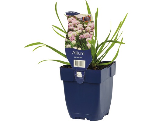 Allium senescens v kvetináči