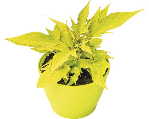 Povojník batátový FloraSelf Ipomoea batatas 'Sweet Caroline Lightgreen' kvetináč Ø 12 cm Rastlina batáty v kvetináči