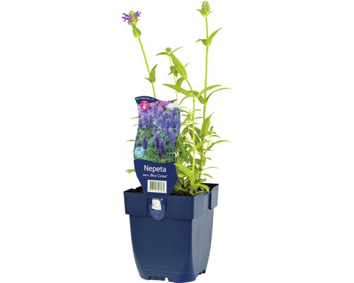 Kocúrik FloraSelf Nepeta nervosa 'Blue Carpet' 5-40 cm kvetináč 0,5 l