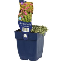 Plešivec dvojdomý FloraSelf Antennaria dioica 'Alex Duguid' 5-10 cm kvetináč 0,5 l