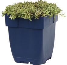 Plešivec dvojdomý FloraSelf Antennaria dioica 'Alex Duguid' 5-10 cm kvetináč 0,5 l