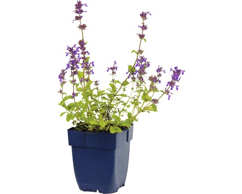 Šanta mačacia v kvetináči