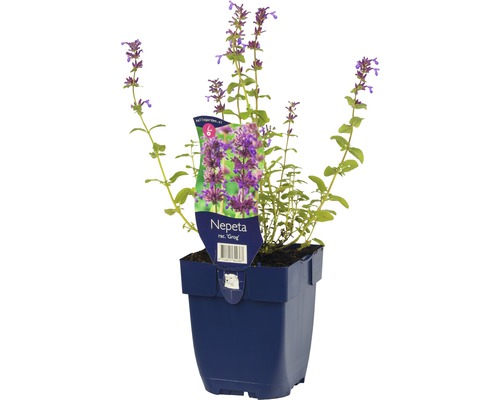 Kocúrnik obyčajný FloraSelf Nepeta racemosa 'Grog' 5-30 cm kvetináč 0,5 l