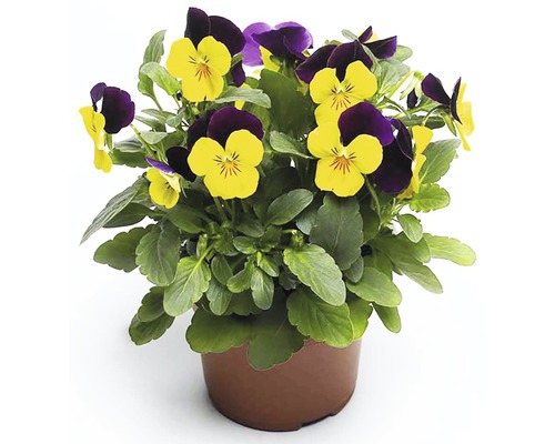 Fialka ostrohatá Viola kvetináč Ø 9 cm rôzne druhy