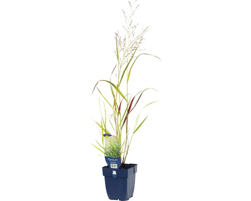 Proso prutnaté FloraSelf Panicum virgatum 'Squaw' 5-130 cm kvetináč 0,5 l