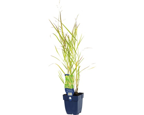 Proso prútnaté oceľovo modré FloraSelf Panicum virgatum 'Heavy Metal' 5-125 cm kvetináč 0,5 l