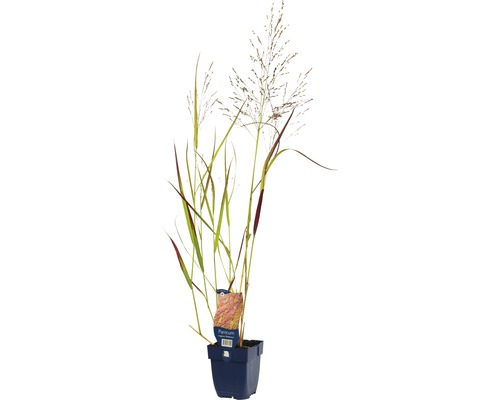 Proso prútnaté červenohnedé FloraSelf Panicum virgatum 'Rehbraun' 5-100 cm kvetináč 0,5 l