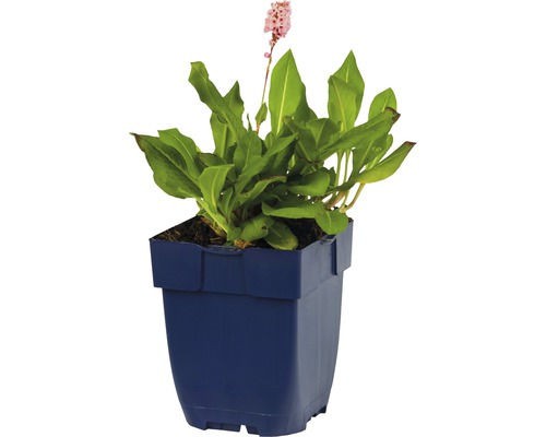 Stavikrv v kvetináči