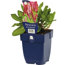 Rastlina Persicaria affinis ''Darjeeling Red'' v kvetináči