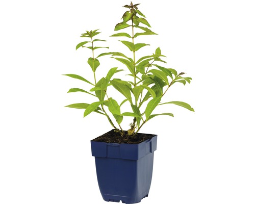 Rastlina v modrom kvetináči