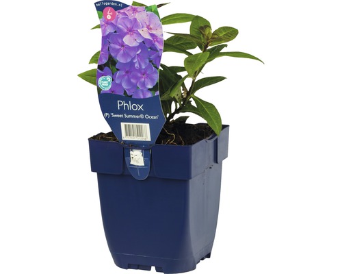 Flox metlinatý FloraSelf Phlox paniculata 'Sweet Summer Ocean' výška 5-20 cm kvetináč 0,5 l