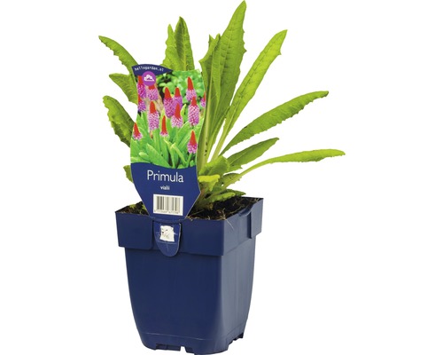 Prvosienka Vialova v kvetináči