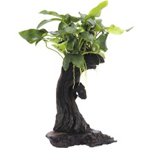 Akvarijná rastlina na drevenom koreni