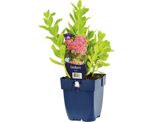 Rozchodník nádherný FloraSelf Sedum spectabile 'Carl' výška 5-30 cm kvetináč 0,5 l