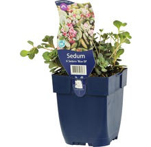 Rastlina Sedum X Sedoro ''Blue Elf'' v kvetináči