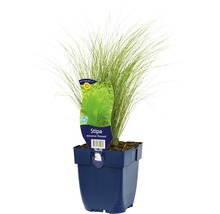 Kavyľ perovitý Stipa tenuissima ''Ponytails'' v kvetináči