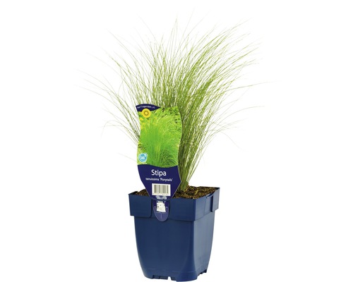 Kavyl pérovitý FloraSelf Stipa tenuissima 'Ponytayls 5-80 cm kvetináč 0,5 l