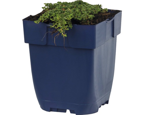 Plastový kvetináč s rastlinou