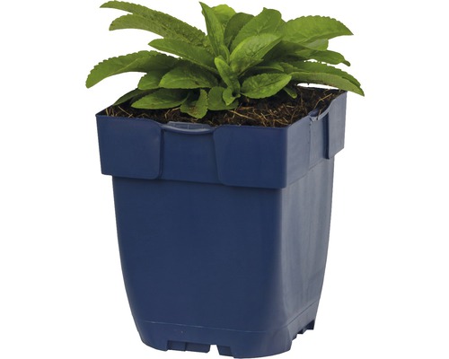 Rastlina v kvetináči